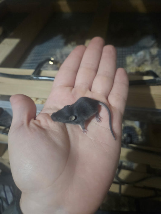 Frozen Mice - Fuzzies