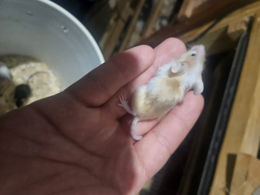 Frozen Mice - Hopper/Small