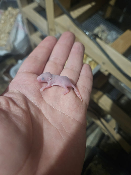 Frozen Mice - Pinkies