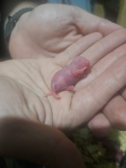 Frozen Rat - Pinkies