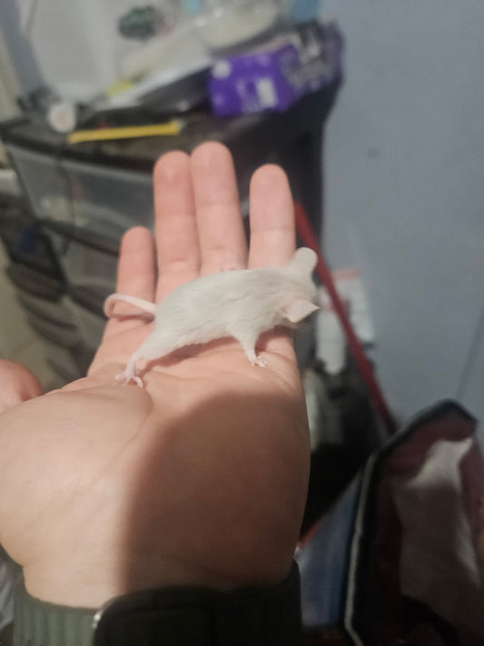 Frozen Mice - Medium