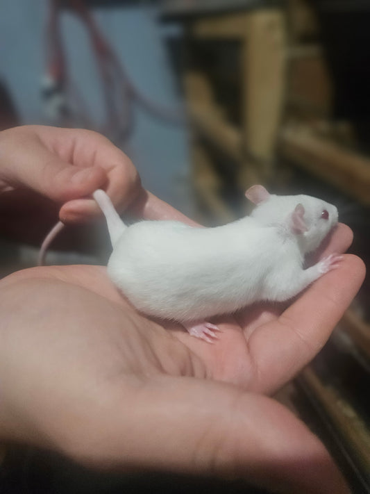 Frozen Rat - Small