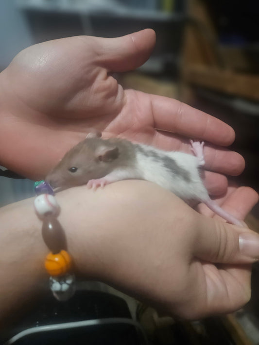 Frozen Rat - Weaned