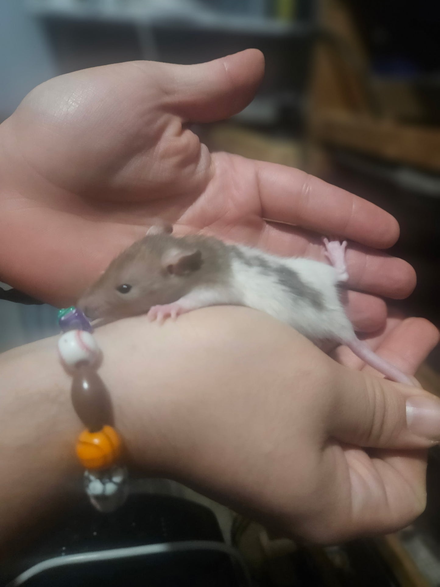 Rats - Live