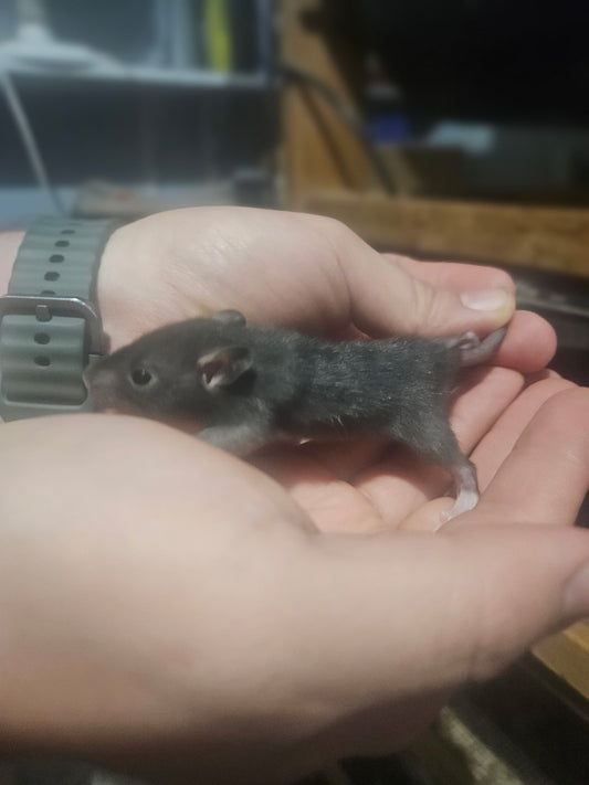 Frozen Rat - Pups