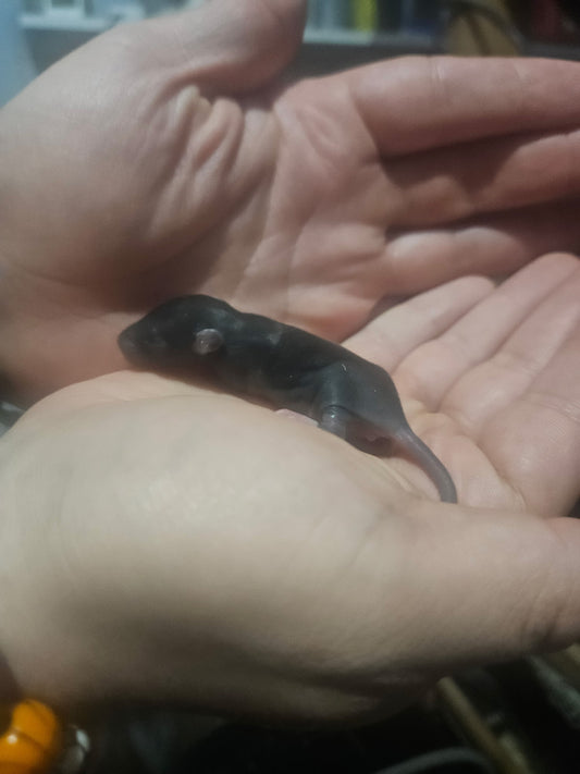 Frozen Rat - Fuzzies