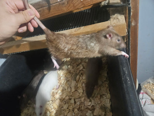 Frozen Rat - XLarge