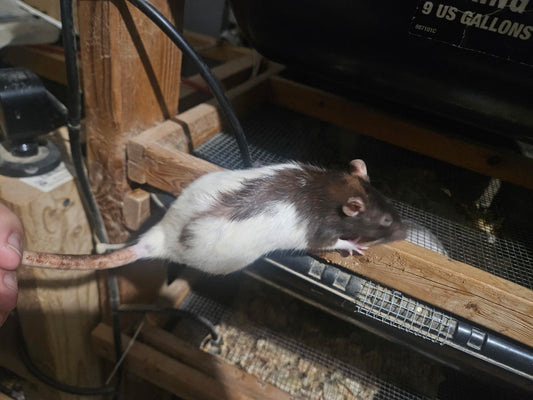 Frozen Rat - Large