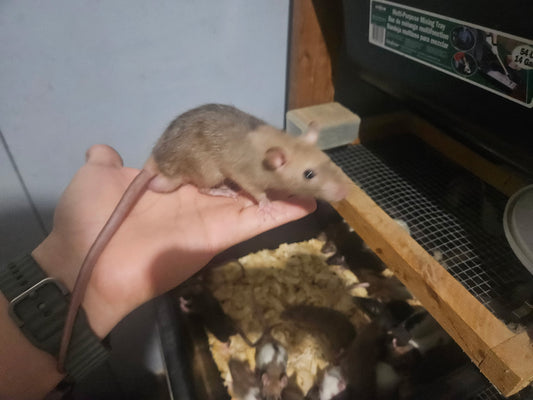 Frozen Rat - Medium