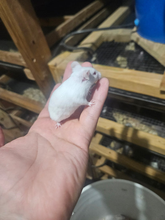 Frozen Mice - Large