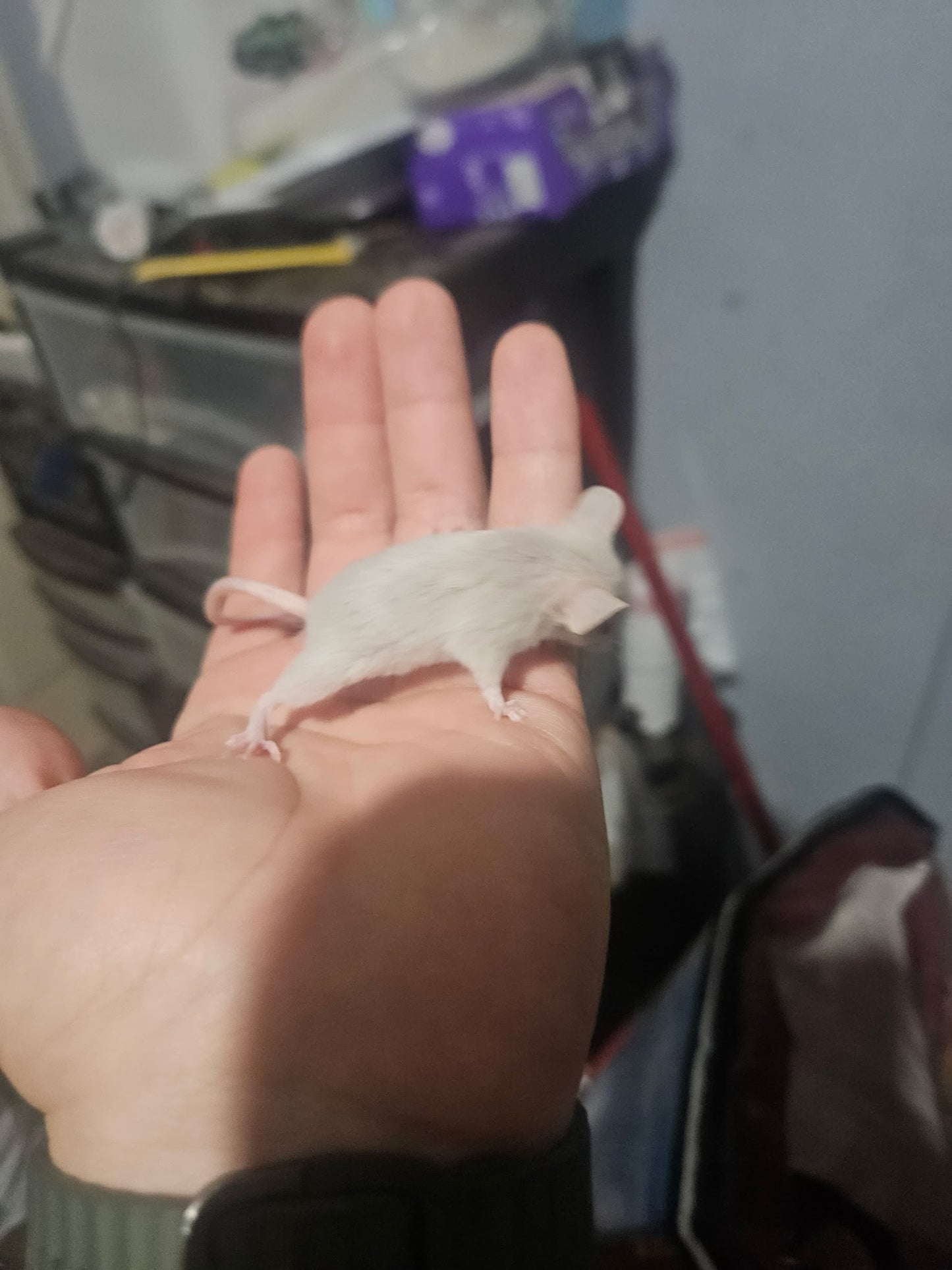 Mice - Live