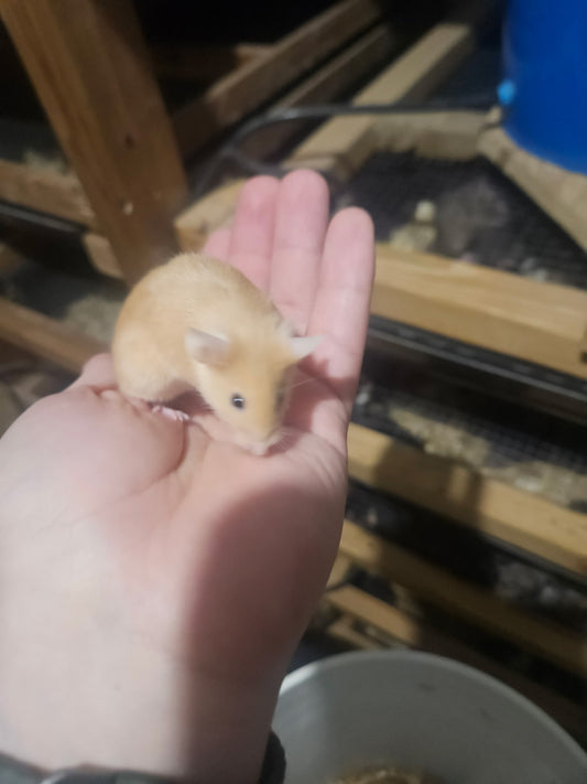 Frozen Mice - Extra Large